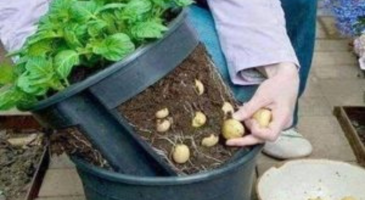 طريقة زراعة البطاطس في البيت