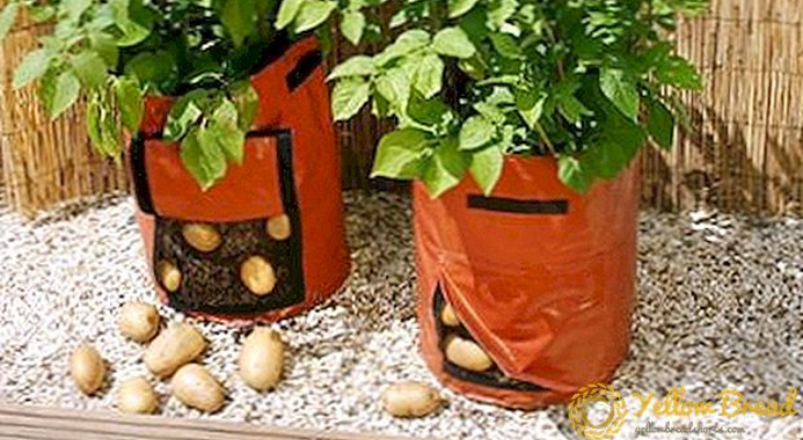 خطوات زراعة البطاطس 