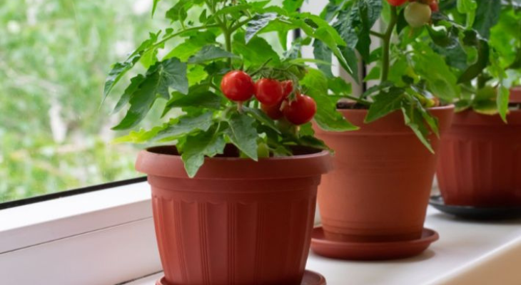 كيفية زراعة الطماطم في المنزل 